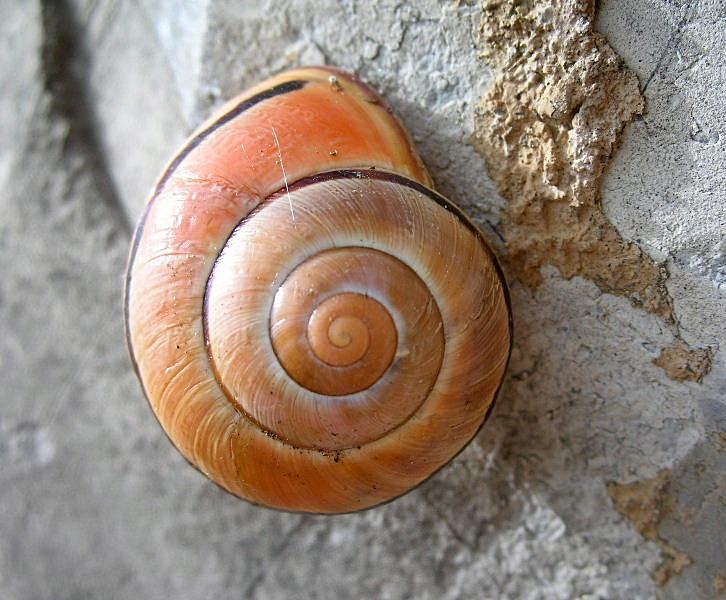 Cepaea (Cepaea) nemoralis (Linnaeus, 1758)